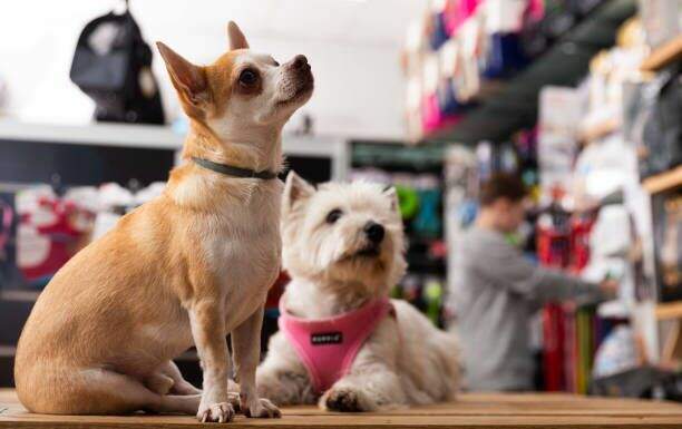 Como planejar a Black Friday do seu Pet Shop?